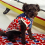 DOG WEAR