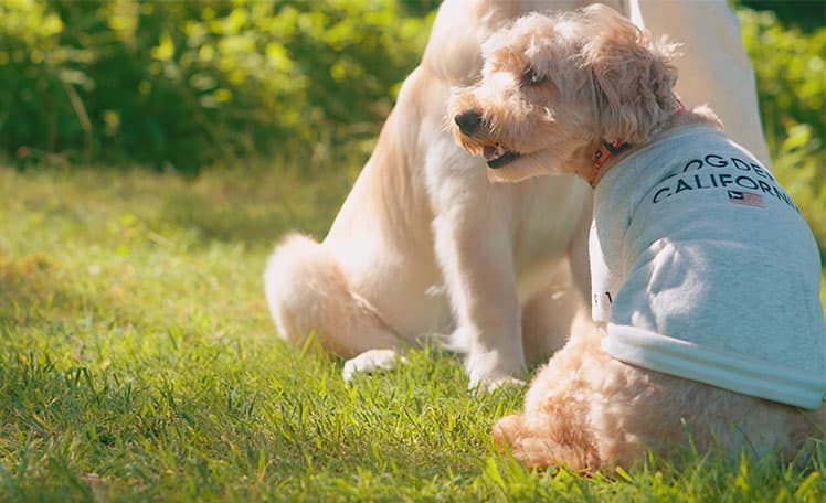 犬服 カジュアルウェアブランド Dog Dept Onlineshop ドッグデプトオンラインショップ 犬服 カジュアルウェアブランド Dog Dept Onlineshop ドッグデプトオンラインショップ