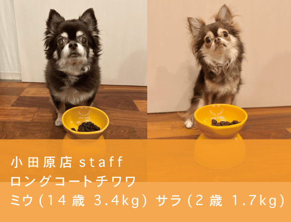 DOG DEPTプレミアムドッグフード